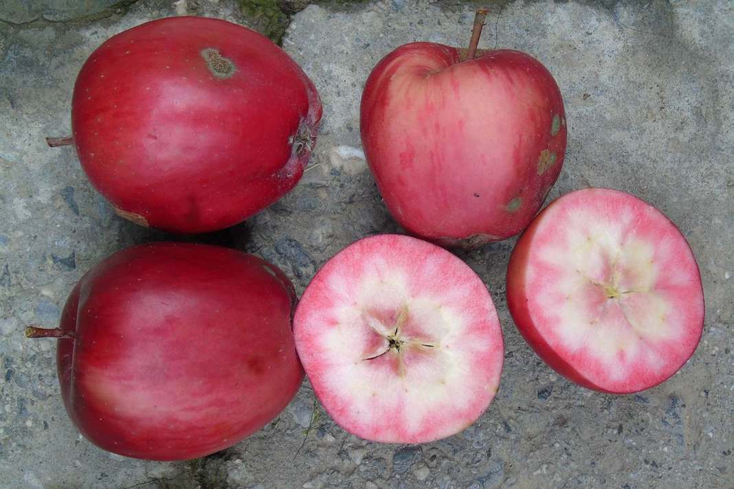 Malus niedzwetzkyana